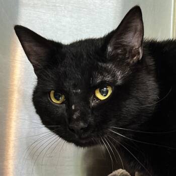 Rescue Domestic Short Hair Cats for Adoption in Sioux City, Iowa - Goober | PetCurious