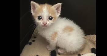 Frenzy -  Domestic Short Hair Cat for Adoption in Evansville, Indiana - Frenzy | PetCurious