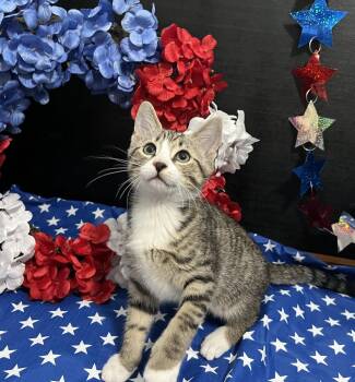 Shubert -  Tabby and Domestic Short Hair Cat for Adoption in Fayetteville, Georgia - Shubert | PetCurious