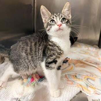 RJ -  Domestic Short Hair Cat for Adoption in Palm Springs, California - RJ | PetCurious