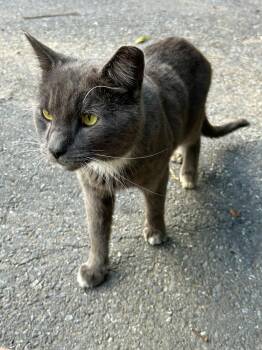 Domestic Short Hair Cats Available for Adoption - PawPaw | PetCurious
