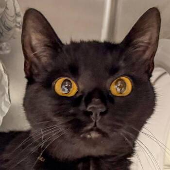 Domestic Short Hair Cats Available for Adoption in Kennebunk, Maine - Gypsy | PetCurious