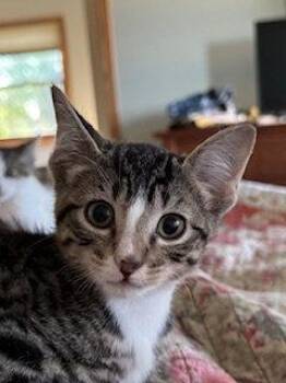 Jaxie -  Domestic Short Hair Cat for Adoption in Wheaton, Illinois - Jaxie | PetCurious