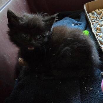 VoodooRanger -  Domestic Short Hair Cat for Adoption in Chattanooga, Tennessee - VoodooRanger | PetCurious