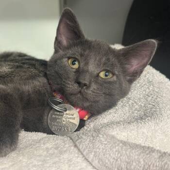 WV2391 Blue Doll -  Domestic Short Hair Cat for Adoption in Port Washington, New York - WV2391 Blue Doll | PetCurious