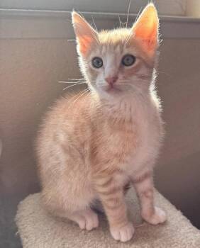 Tabby and Domestic Short Hair Cats Available for Adoption in San Jose, California - Buffy | PetCurious