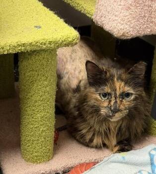 Morteeni -  Domestic Medium Hair Cat for Adoption in Lancaster, Pennsylvania - Morteeni | PetCurious