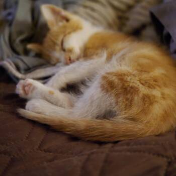 Jager -  Domestic Short Hair Cat for Adoption in Richmond, Virginia - Jager | PetCurious