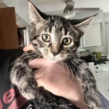 Tito -  Domestic Medium Hair Cat for Adoption in Springfield, Ohio - Tito | PetCurious