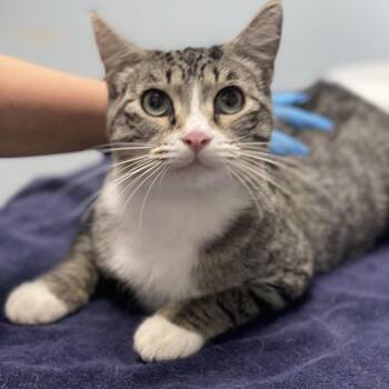 Fat Fat -  Domestic Short Hair Cat for Adoption in Riverside, California - Fat Fat | PetCurious