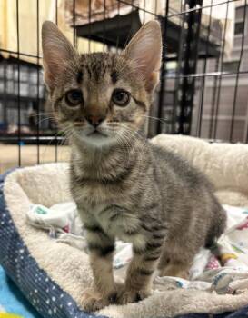 Domestic Short Hair Cats Available for Adoption in Corpus Christi, Texas - Dangan | PetCurious