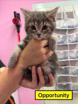 Domestic Short Hair Cats Available for Adoption in Columbus, Indiana - Opportunity | PetCurious