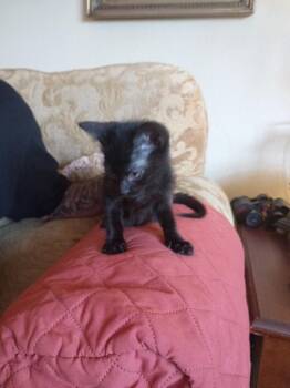 Chico -  Domestic Short Hair Cat for Adoption in San Antonio, Texas - Chico | PetCurious