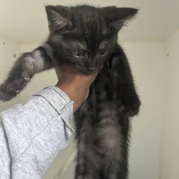 Charles -  Domestic Short Hair Cat for Adoption in Middletown, New York - Charles | PetCurious