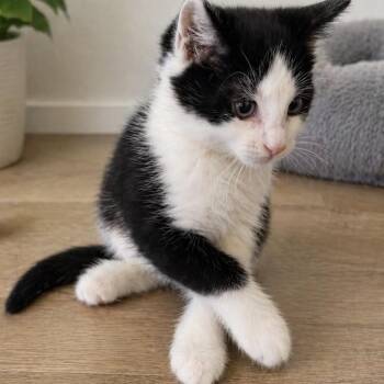 Domestic Short Hair Cats Available for Adoption in Edwards, Illinois - Pixel | PetCurious