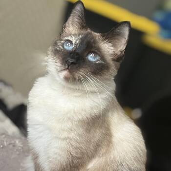 Siamese Cats Available for Adoption - Pink Pony & Victoria | PetCurious