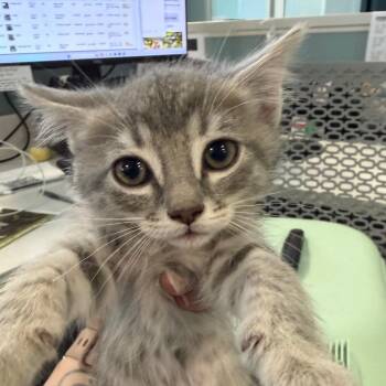 Domestic Short Hair Cats Available for Adoption in Greensboro, North Carolina - Doris | PetCurious