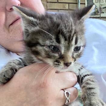 Jasmine -  Domestic Short Hair Cat for Adoption in Grantsville, Utah - Jasmine | PetCurious