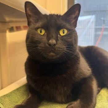 Waffles -  Domestic Short Hair Cat for Adoption in Westhampton, New York - Waffles | PetCurious