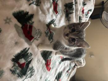 Rescue Tabby Cats for Adoption in Costa Mesa, California - Tommy | PetCurious