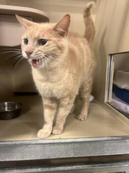 Domestic Short Hair Cats Available for Adoption - Rusty | PetCurious