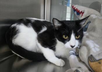 Rescue Domestic Short Hair Cats for Adoption in Dickson, Tennessee - Sable | PetCurious