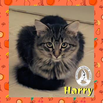 Rescue Domestic Long Hair Cats for Adoption in Red Lodge, Montana - Harry | PetCurious