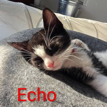 Rescue Domestic Medium Hair Cats for Adoption in Fitchburg, Massachusetts - Echo | PetCurious