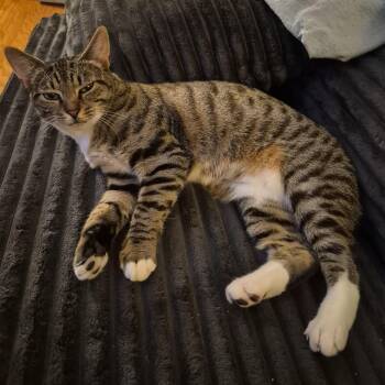 Jo B. - Lover Boy -  Domestic Short Hair Cat for Adoption in New York, New York - Jo B. - Lover Boy | PetCurious