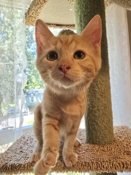 Jelly -  Domestic Short Hair and Tabby Cat Available for Adoption in Greensboro, North Carolina - Jelly | PetCurious