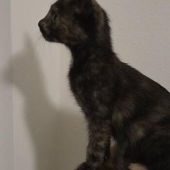 Lydia -  Domestic Short Hair Cat for Adoption in Los Angeles, California - Lydia | PetCurious