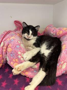 LARRY -  Domestic Medium Hair Cat for Adoption in Indianapolis, Indiana - LARRY | PetCurious