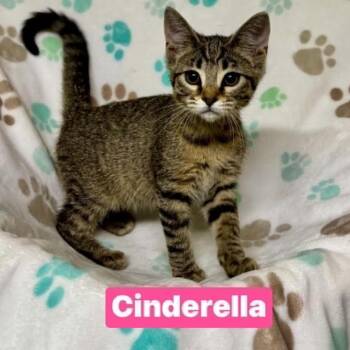 Cinderella -  Domestic Short Hair Cat for Adoption in South Elgin, Illinois - Cinderella | PetCurious