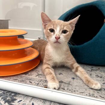 Rescue Domestic Short Hair Cats for Adoption in Los Angeles, California - Bert | PetCurious