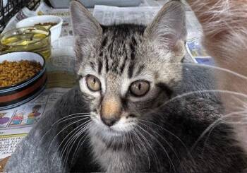 Rootbeer -  Domestic Short Hair and Tabby Cat Available for Adoption in Apollo, Pennsylvania - Rootbeer | PetCurious