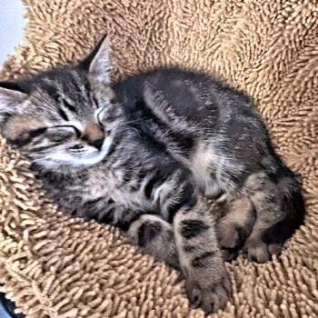 Rex -  Tabby Cat for Adoption in Rutherfordton, North Carolina - Rex | PetCurious