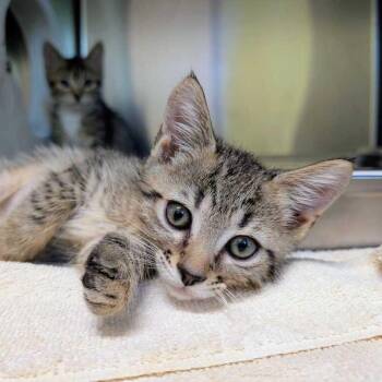 Wren -  Domestic Short Hair Cat for Adoption in Asheville, North Carolina - Wren | PetCurious