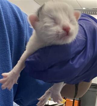 Domestic Short Hair Cats Available for Adoption - BART | PetCurious