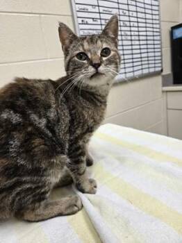 Domestic Short Hair Cats Available for Adoption in Westland, Michigan - Maple | PetCurious