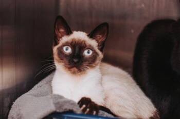 93356a Harper-PetSmart West Ashley -  Siamese and Domestic Short Hair Cat for Adoption in North Charleston, South Carolina - 93356a Harper-PetSmart West Ashley | PetCurious