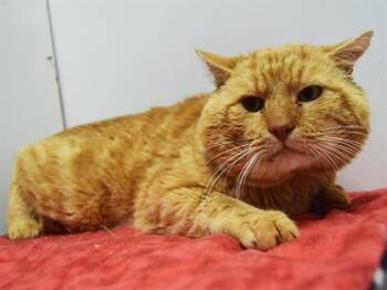 Domestic Short Hair Cats Available for Adoption in Sacramento, California - FLYNN | PetCurious