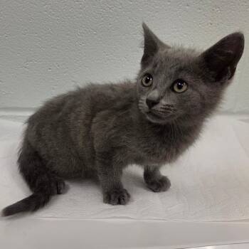 Gorilla -  Domestic Short Hair Cat for Adoption in Chattanooga, Tennessee - Gorilla | PetCurious