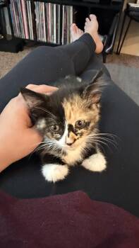 Texas -  Calico Cat for Adoption in Fruit Heights, Utah - Texas | PetCurious