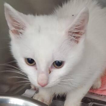 Fredo McChicken -  Domestic Short Hair Cat for Adoption in Auburn, Alabama - Fredo McChicken | PetCurious