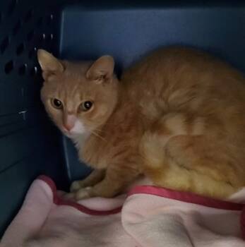 Rescue Domestic Short Hair Cats for Adoption in Fallston, Maryland - Trolley | PetCurious
