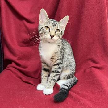 Biscuit Britches -  Domestic Short Hair Cat for Adoption in Fairmont, Minnesota - Biscuit Britches | PetCurious