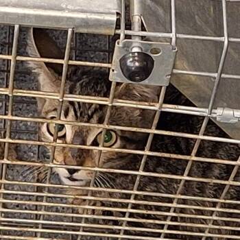 Windle -  Domestic Short Hair Cat for Adoption in Montgomery, Alabama - Windle | PetCurious