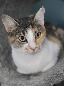 Rescue Calico Cats for Adoption in Cleveland, Ohio - Harmony | PetCurious