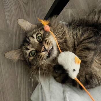 Domestic Long Hair and Maine Coon Cats Available for Adoption - Chestnut | PetCurious