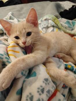 Penny -  Domestic Short Hair Cat for Adoption in Monticello, Indiana - Penny | PetCurious